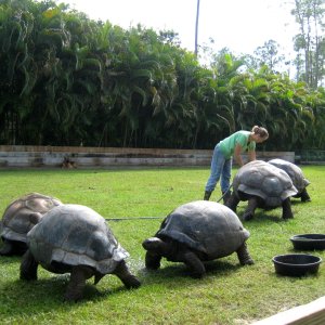ALDABRA BREEDER