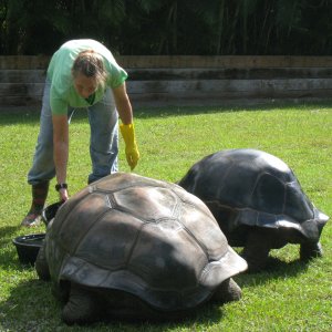ALDABRA BREEDER