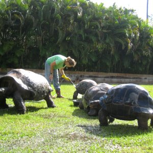 ALDABRA BREEDER