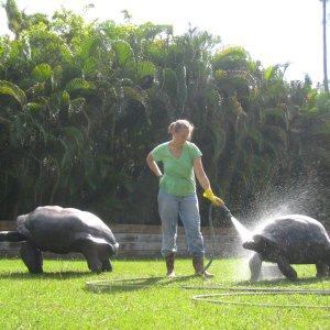 ALDABRA BREEDER