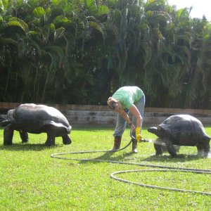 ALDABRA BREEDER