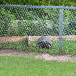 ALDABRA BREEDER