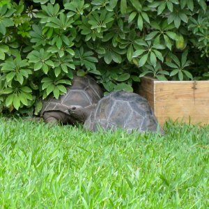 ALDABRA BREEDER