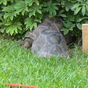 ALDABRA BREEDER