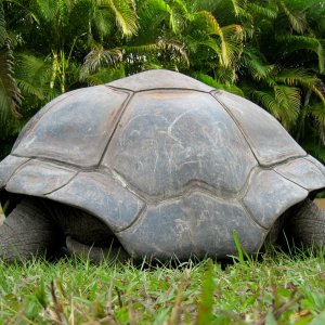 ALDABRA BREEDER