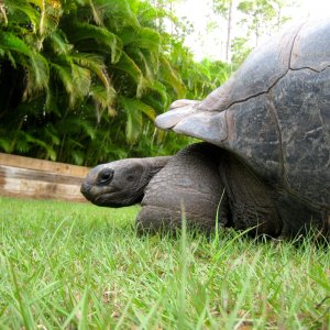ALDABRA BREEDER
