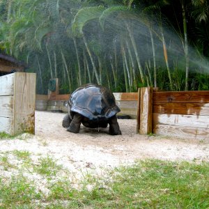 ALDABRA BREEDER