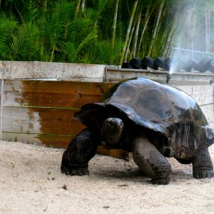 ALDABRA BREEDER