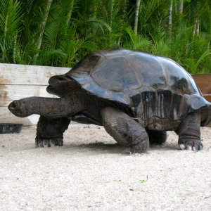 ALDABRA BREEDER