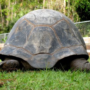 ALDABRA BREEDER