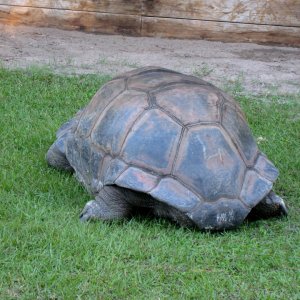 ALDABRA BREEDER