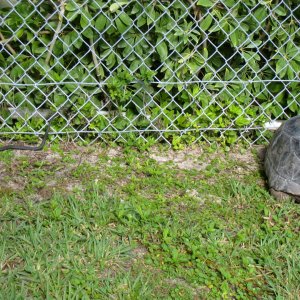 ALDABRA BREEDER