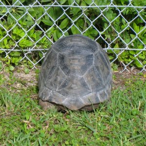 ALDABRA BREEDER