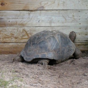 ALDABRA BREEDER