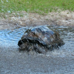 ALDABRA BREEDER