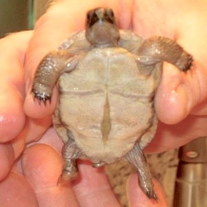 Aldabra Breeders