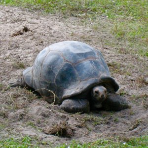 Aldabra Breeders