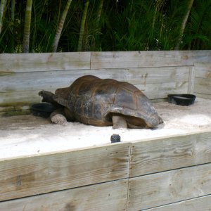 Aldabra Breeders