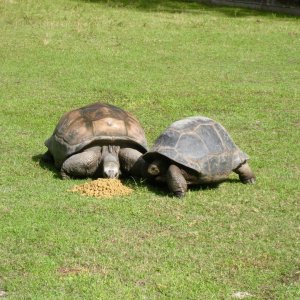 Aldabra Breeders