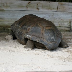 Aldabra Breeders