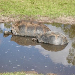 Aldabra Breeders