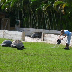 Aldabra Breeders