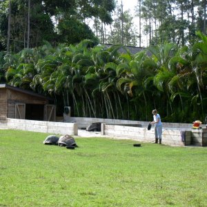 Aldabra Breeders