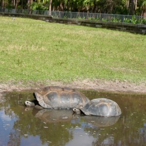 Aldabra Breeders