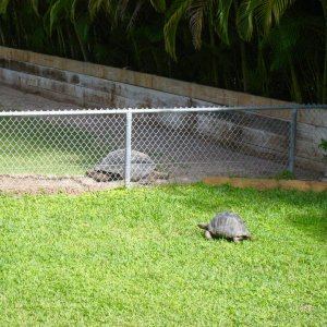Aldabra Breeders