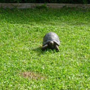 Aldabra Breeders