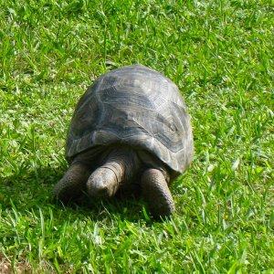 Aldabra Breeders