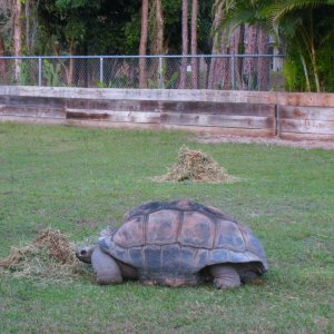 Aldabra Breeders