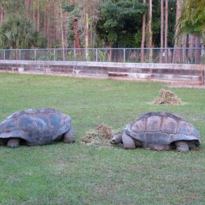 Aldabra Breeders