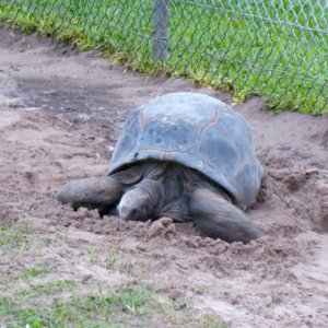 Aldabra Breeders