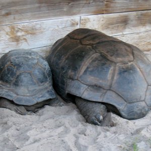 Aldabra Breeders