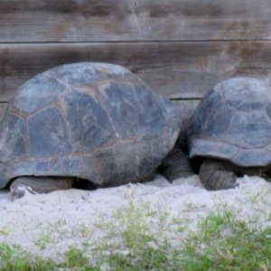 Aldabra Breeders