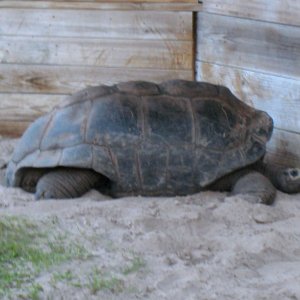 Aldabra Breeders