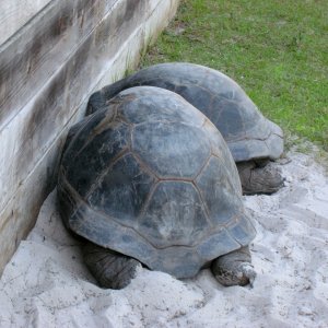 Aldabra Breeders