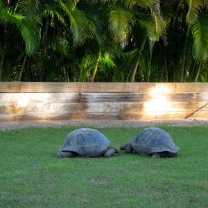 Aldabra Breeders