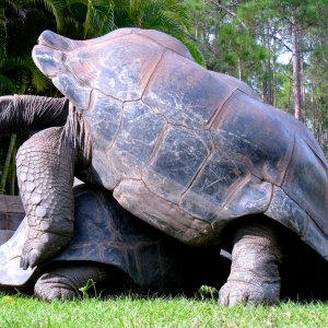 Aldabra Breeders