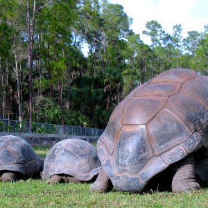 Aldabra Breeders