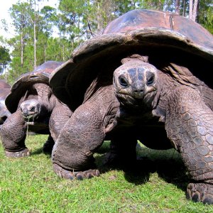 Aldabra Breeders