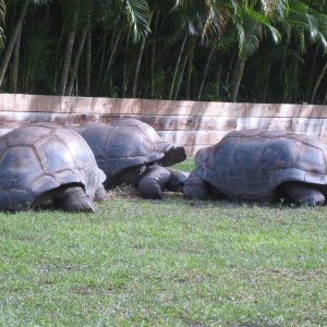Aldabra Breeders
