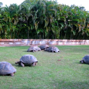 Aldabra Breeders
