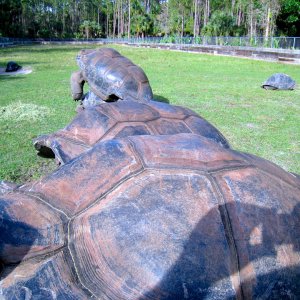 Aldabra Breeders