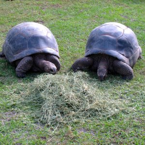 Aldabra Breeders