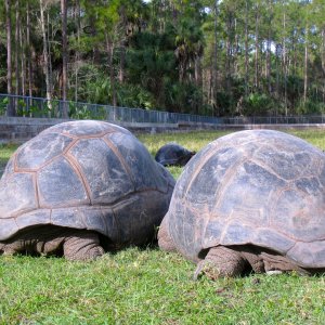 Aldabra Breeders
