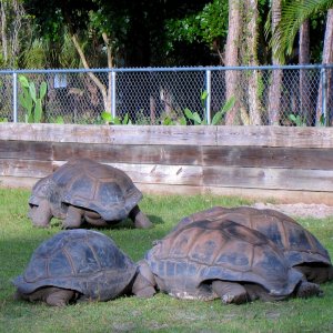 Aldabra Breeders