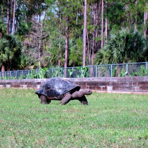 Aldabra Breeders