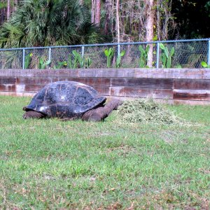 Aldabra Breeders